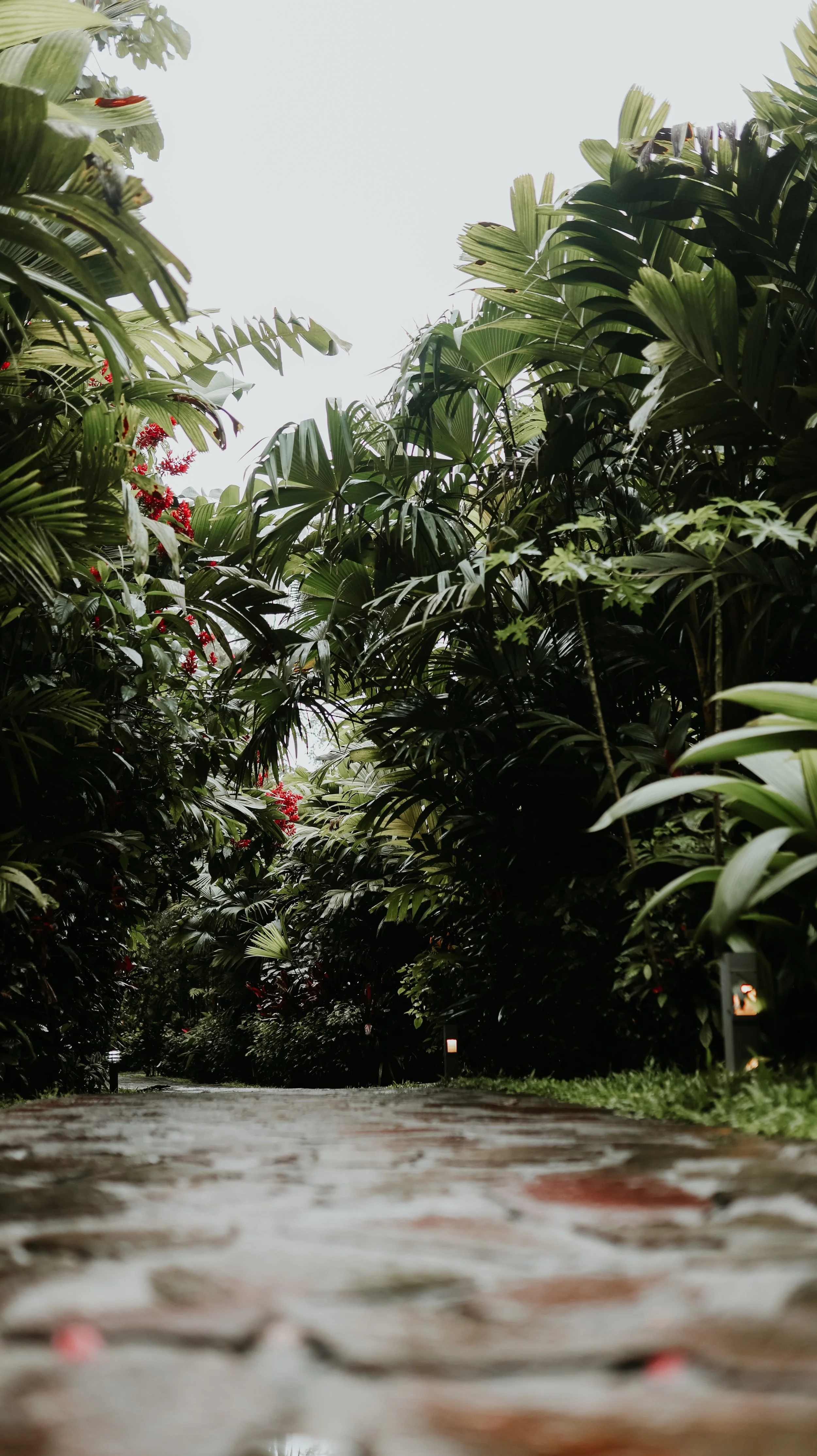 Rain-slicked stone path through jungle palms at a Costa Rica wedding venue